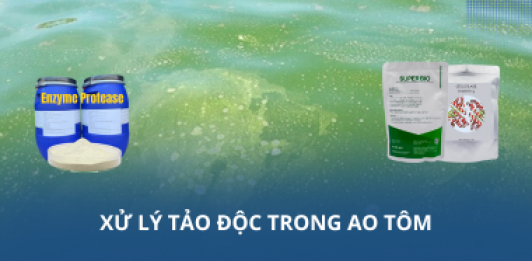 Xử lý tảo độc trong ao tôm